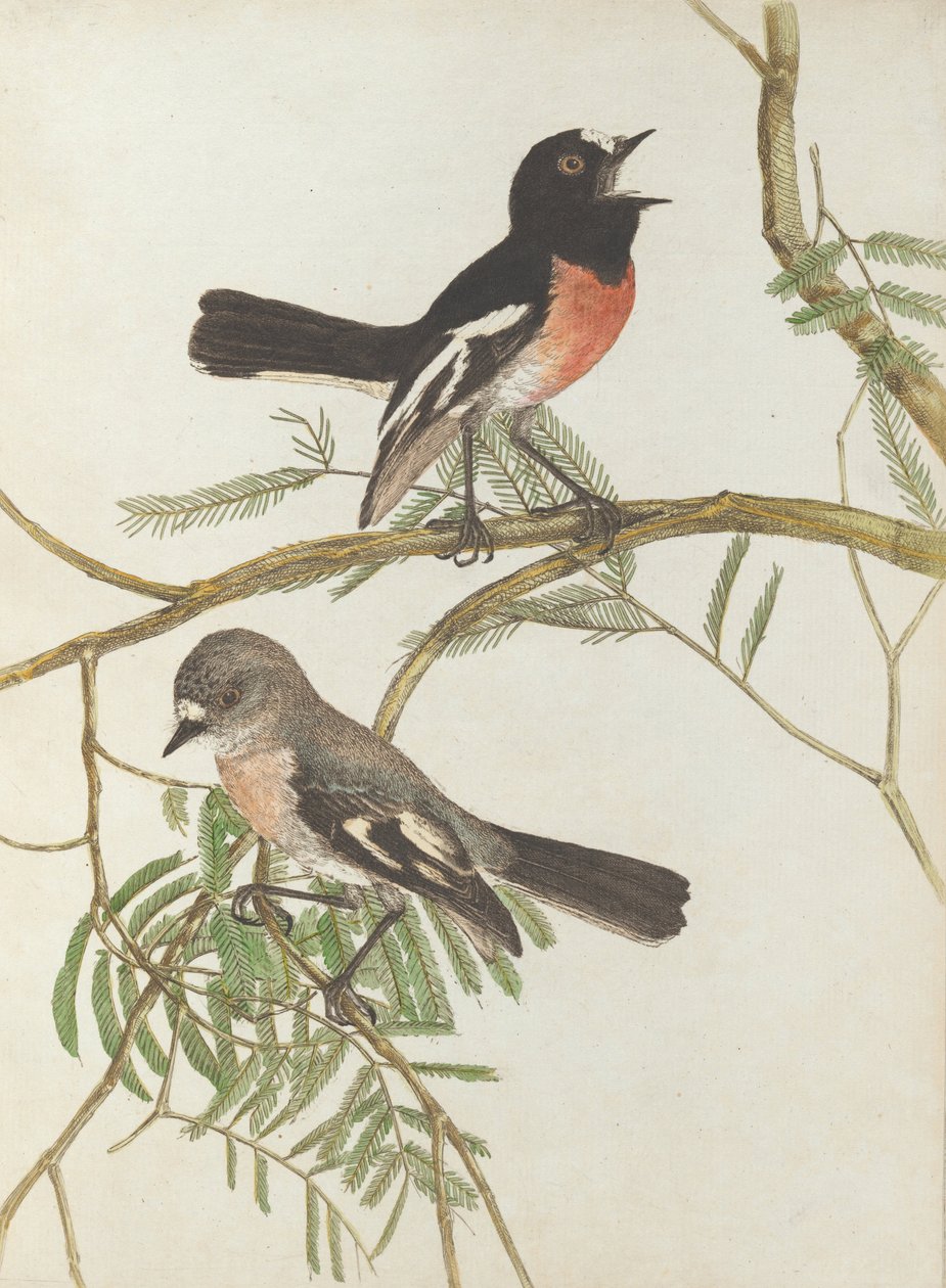 Toutinegra de peito vermelho. Lewin, John. Aves de Nova Gales do Sul com sua história natural. Sydney- G. Howe ... de John William Lewin