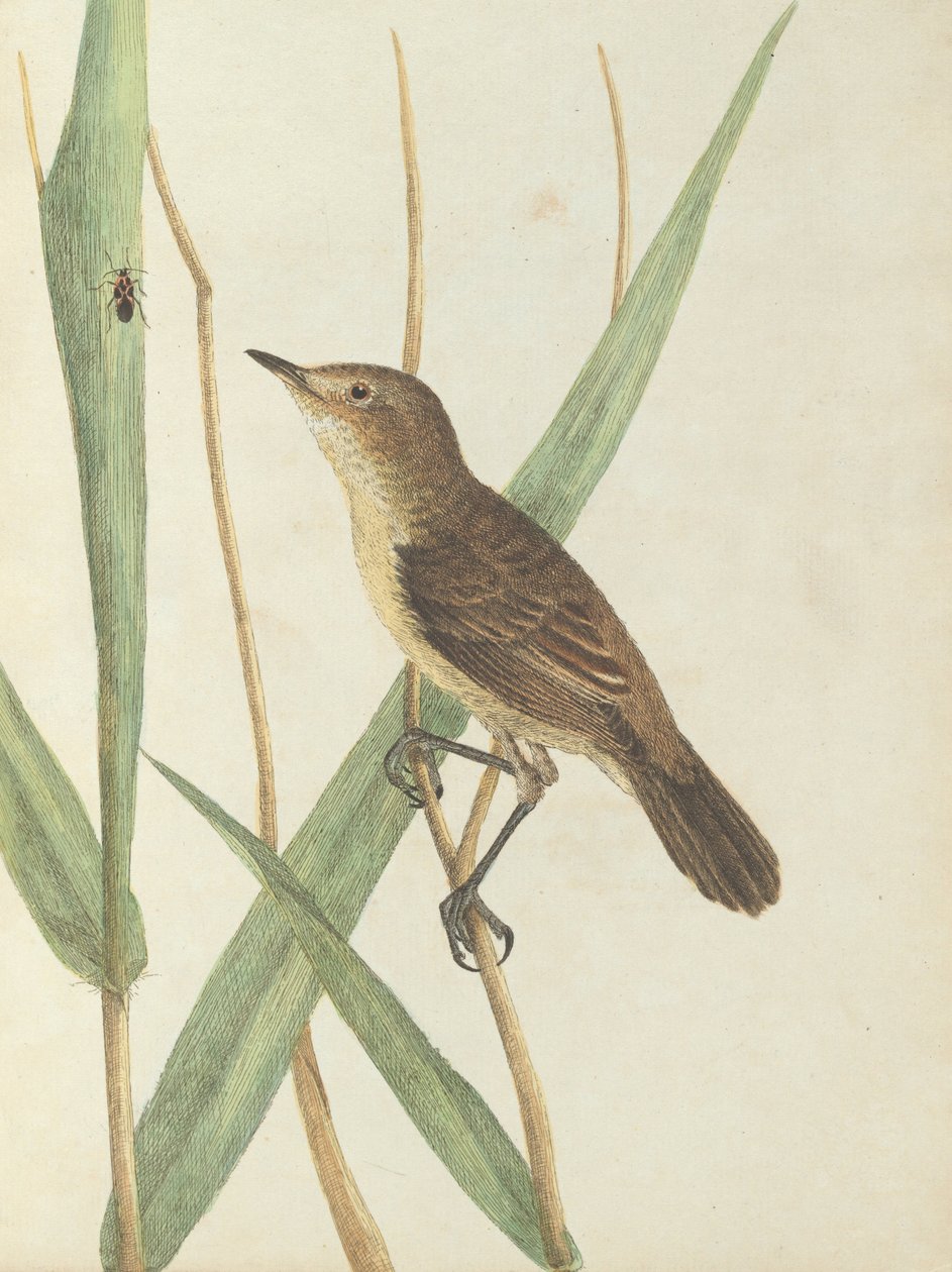 Reed warbler.Lewin, John. Aves de Nova Gales do Sul com sua história natural. Sydney- G. Howe, 1813 de John William Lewin