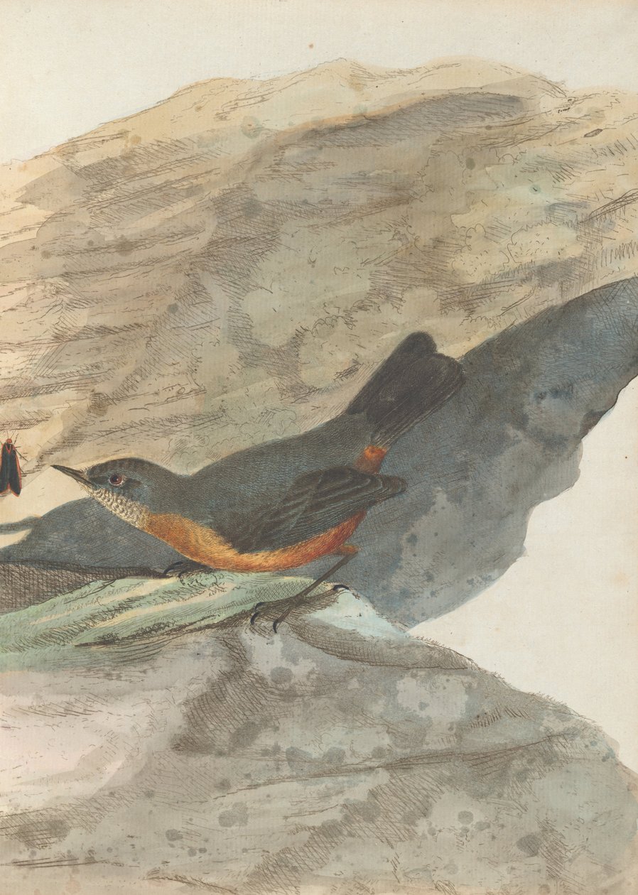 Rock warbler.Lewin, John. Aves de Nova Gales do Sul com sua história natural. Sydney- G. Howe, 1813 de John William Lewin