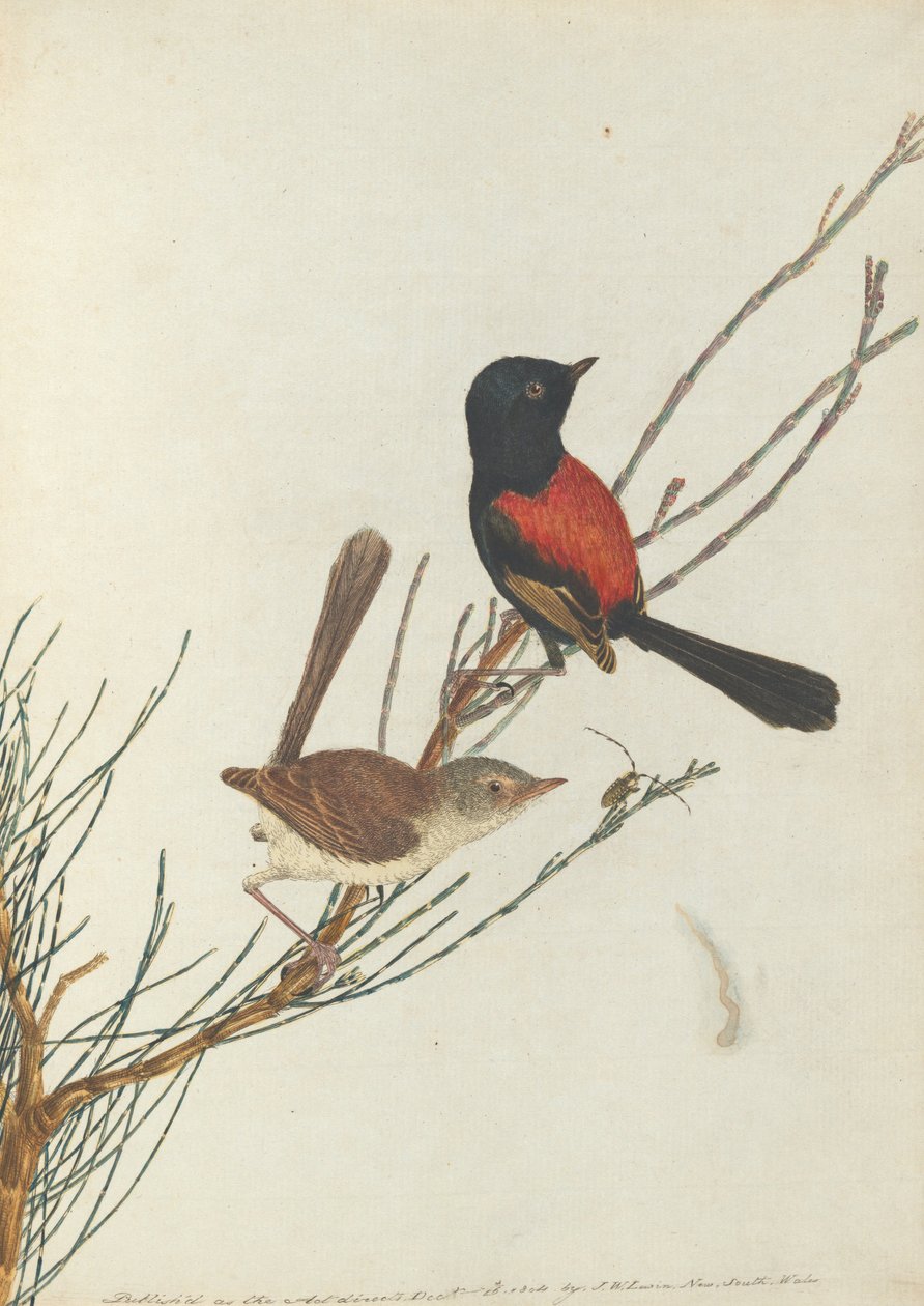 Toutinegra escarlate e preta. Lewin, John. Aves de Nova Gales do Sul com sua história natural. Sydney- G .... de John William Lewin