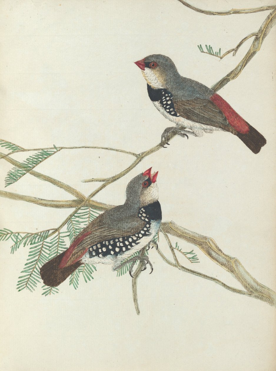 Bico grosso manchado.Lewin, John. Aves de Nova Gales do Sul com sua história natural. Sydney- G. Howe, ... de John William Lewin
