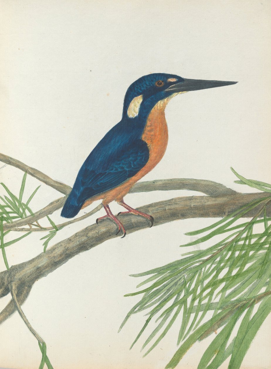 Martim-pescador de três dedos. Lewin, John. Aves de Nova Gales do Sul com sua história natural. Sydney-G. Ho ... de John William Lewin