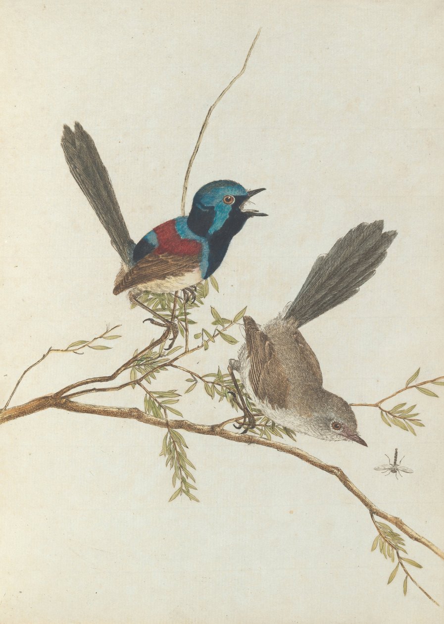 Toutinegra variegada. Lewin, John. Aves de Nova Gales do Sul com sua história natural. Sydney- G. Howe ... de John William Lewin