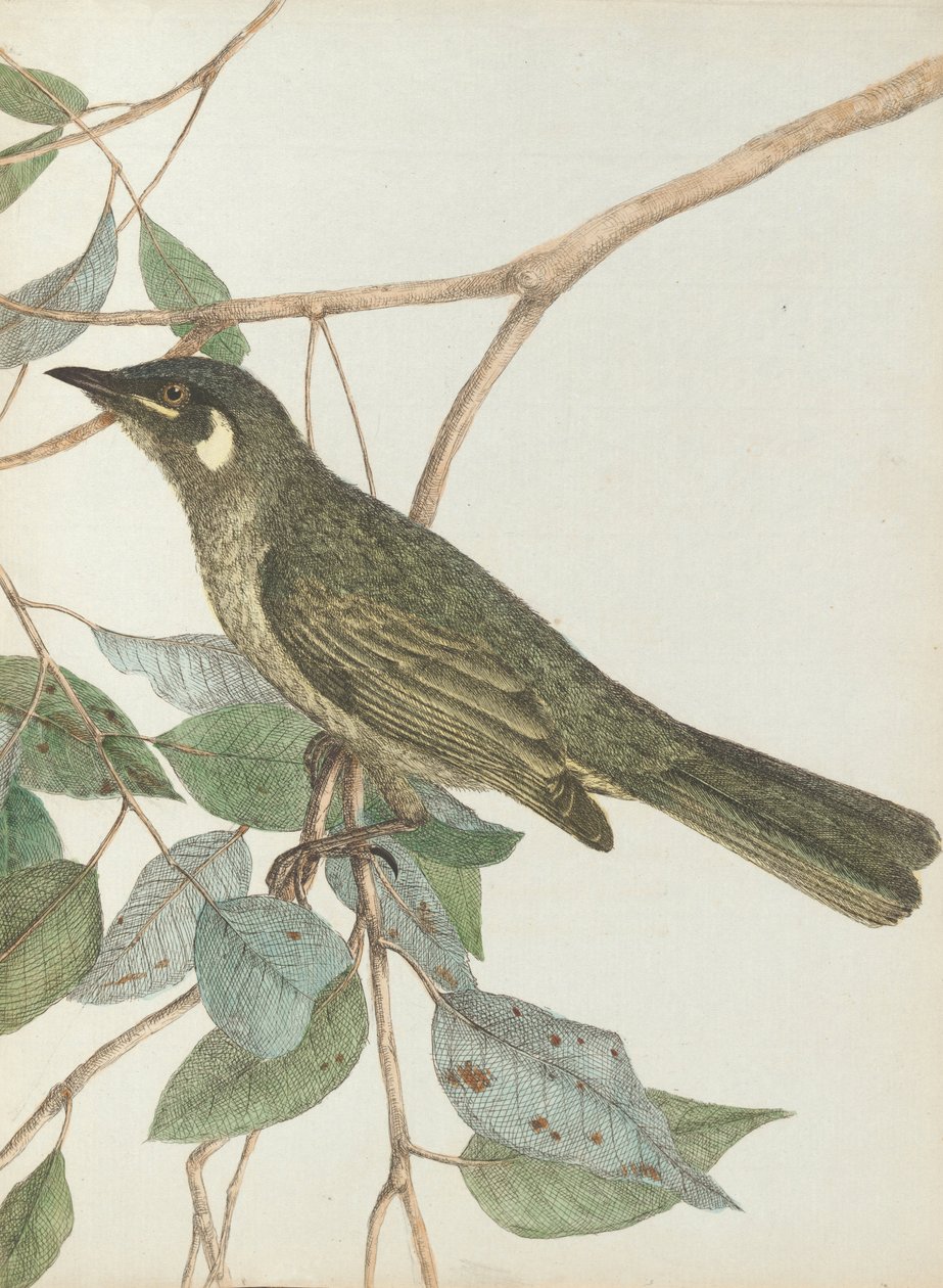 Madressilva de orelha amarela. Lewin, John. Aves de Nova Gales do Sul com sua história natural. Sydney- G. ... de John William Lewin