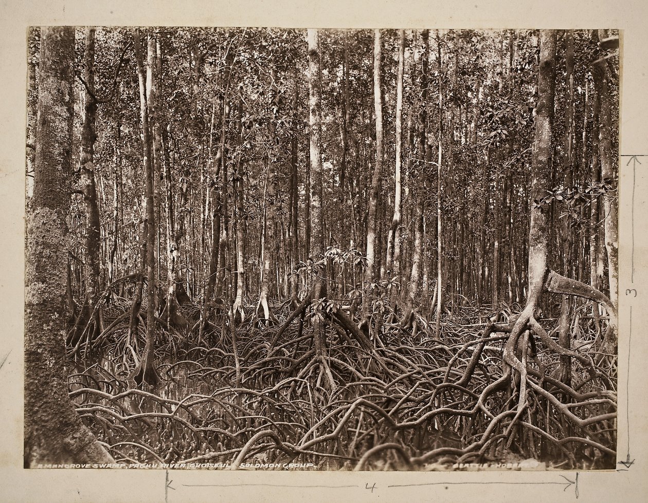 Um manguezal, Rio Pachu, Choiseul, Grupo Salomão (impressão em gelatina prateada) de John Beattie