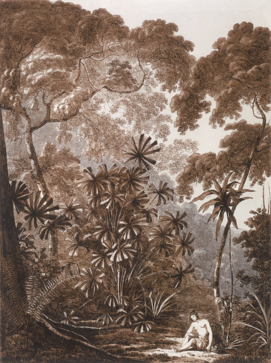 A palma Fan na ilha de Cracatoa, de "Views in the South Seas", pub. 1788 de John Webber