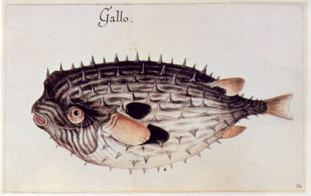 Um burrfish de John White