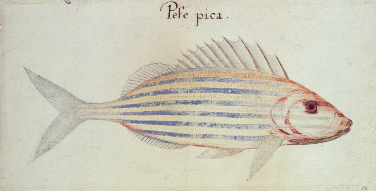 Peixe grunhido listrado azul de John White