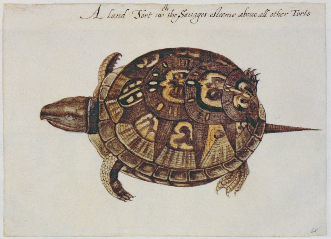 Tartaruga de Caixa Comum (litografia) de John White
