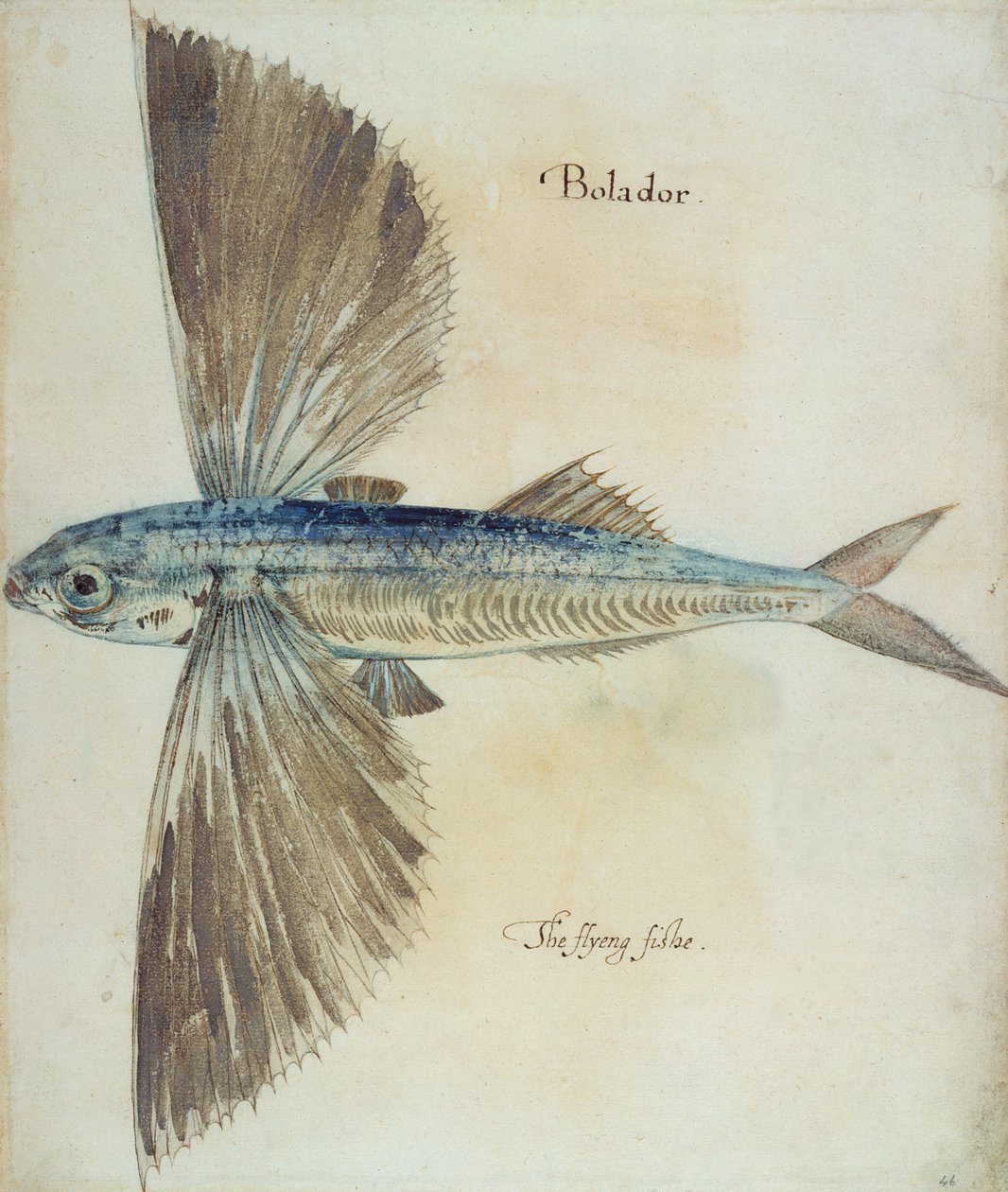 Peixe voador de John White