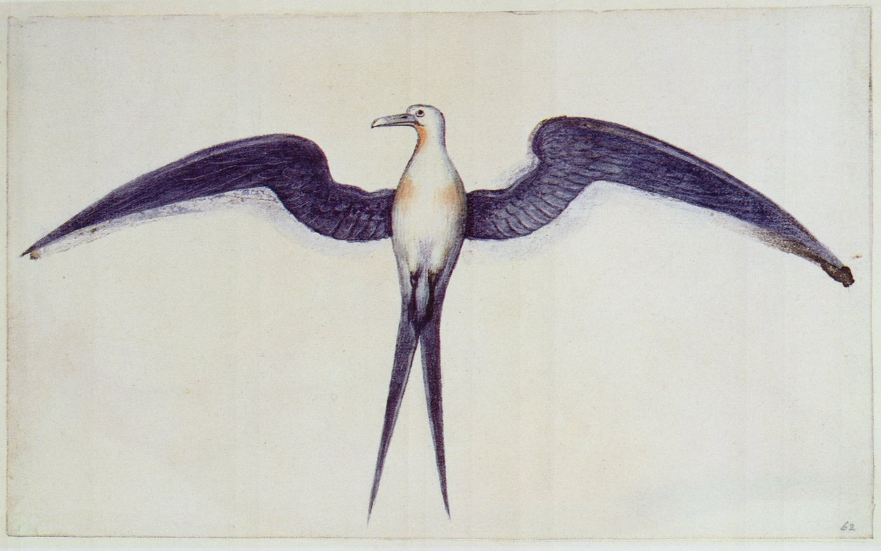 Pássaro de fragata de John White
