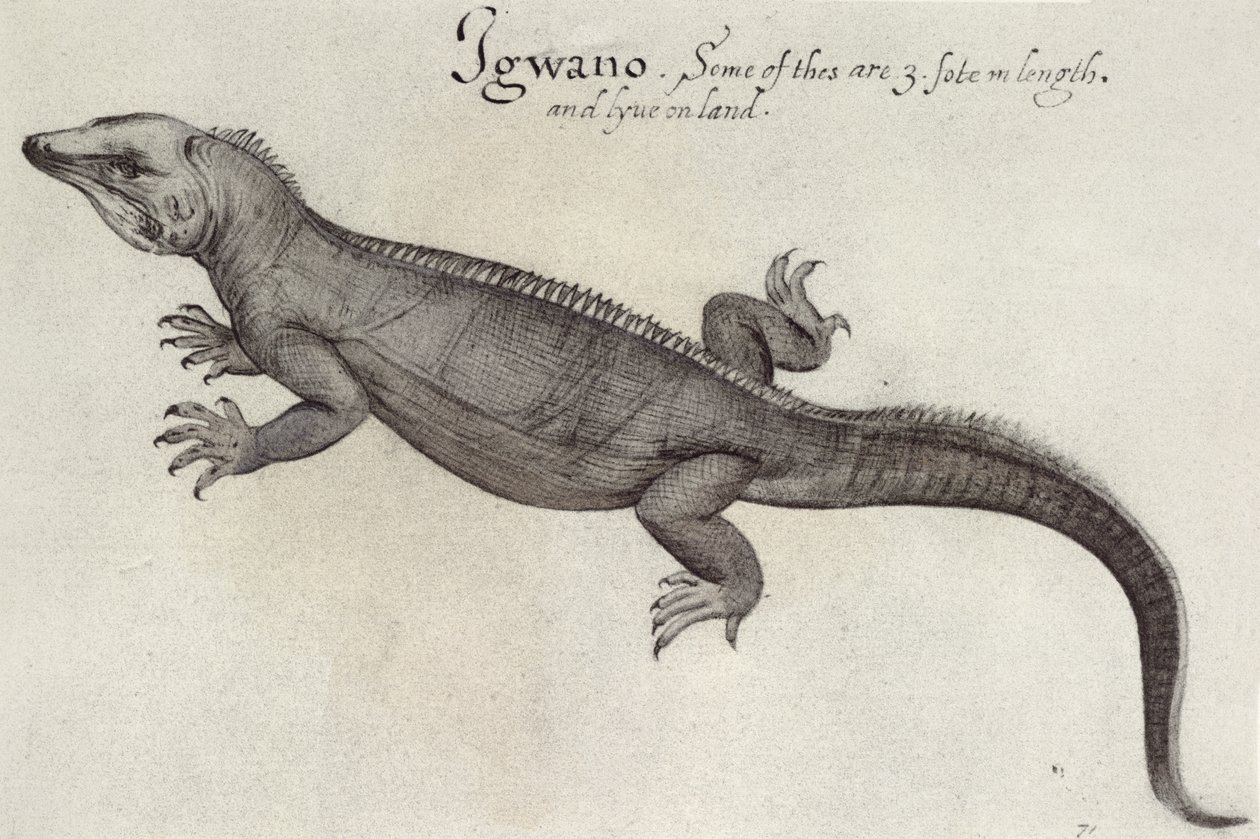 Iguana de John White