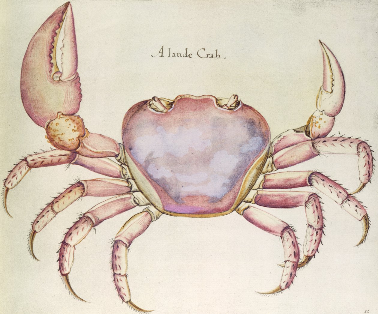 Caranguejo terrestre de John White