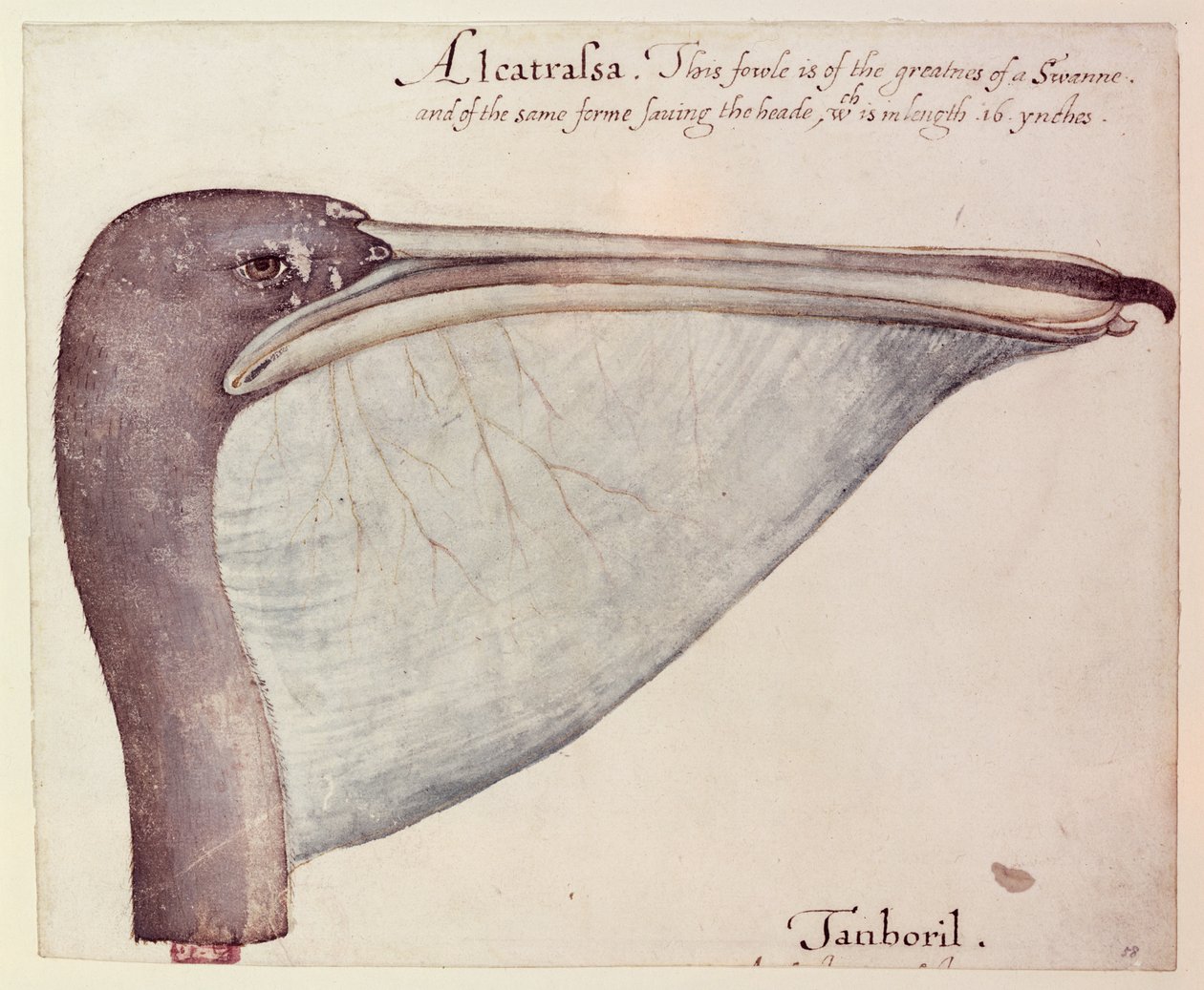 Pelicano, c.1590 de John White