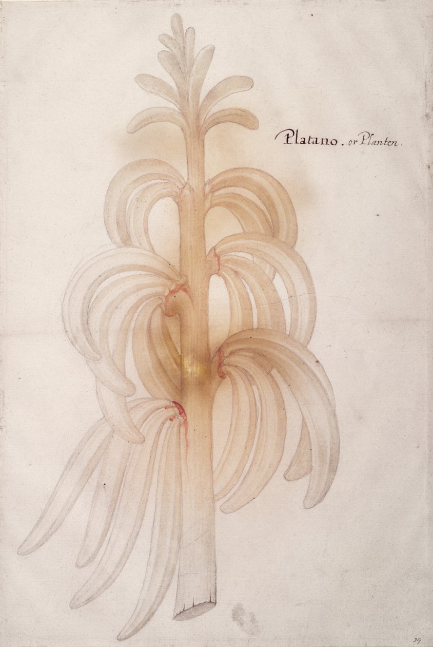 Tanchagem, c.1590 de John White