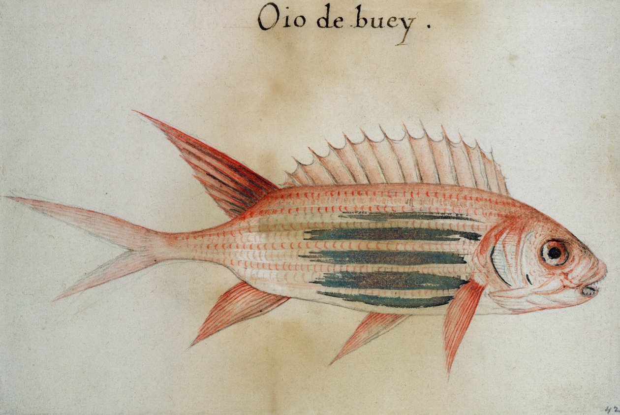 Peixe esquilo ou peixe soldado de John White