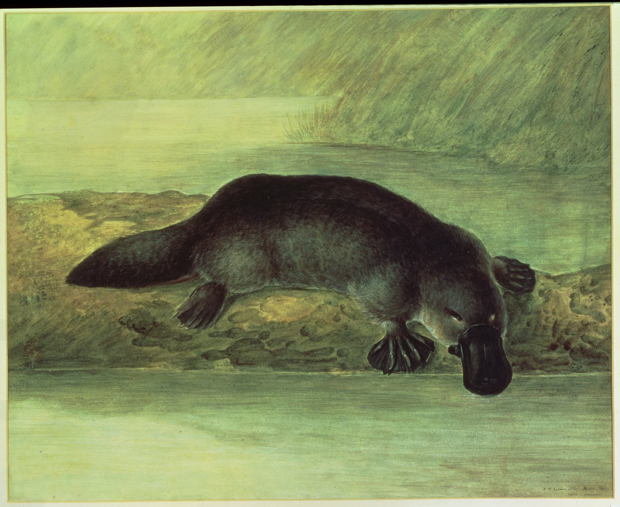 Ornitorrinco, ornithorynchus paradoxus, 1810 de John William Lewin