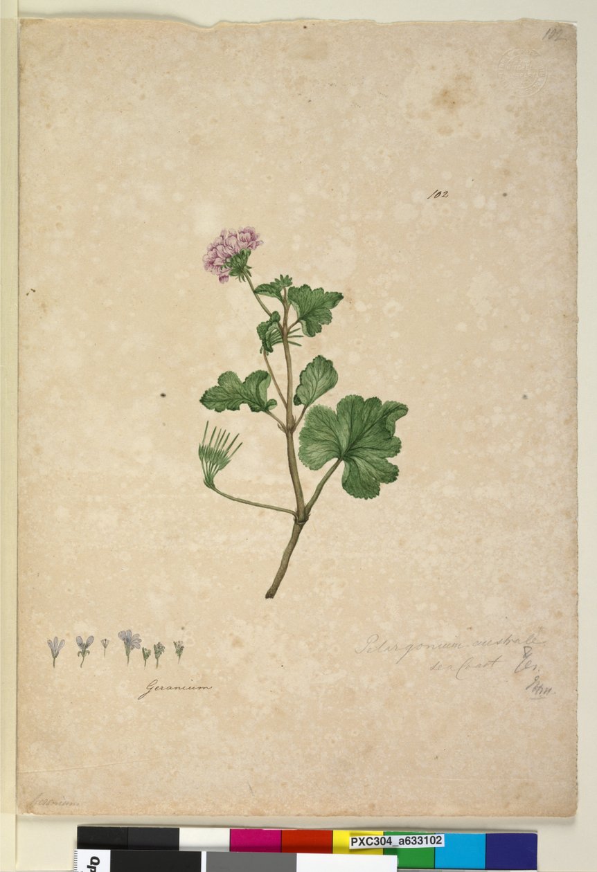 Página 102. Pelargonium australe, c.1803-06 (wc, caneta, tinta e lápis) de John William Lewin