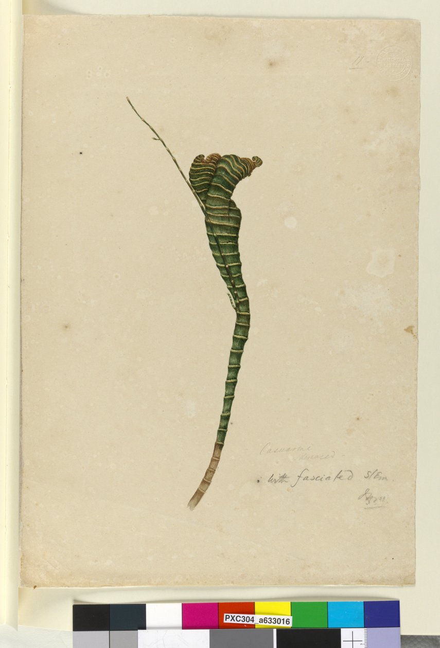 Página 11. Casuarina, c.1803-06 (wc, caneta, tinta e lápis) de John William Lewin