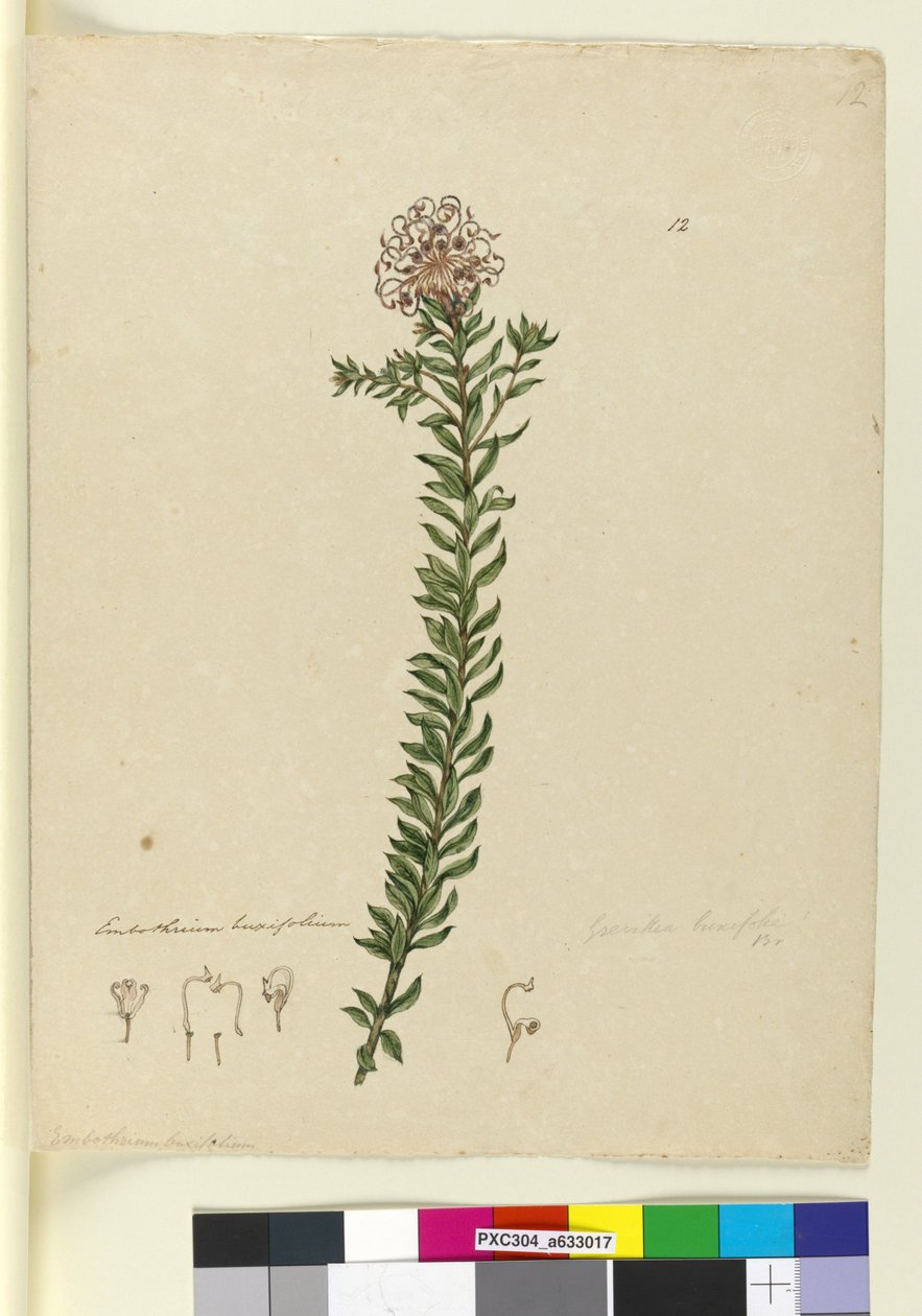 Página 12. Grevillea buxifolia, c.1803-06 (wc, caneta, tinta e lápis) de John William Lewin