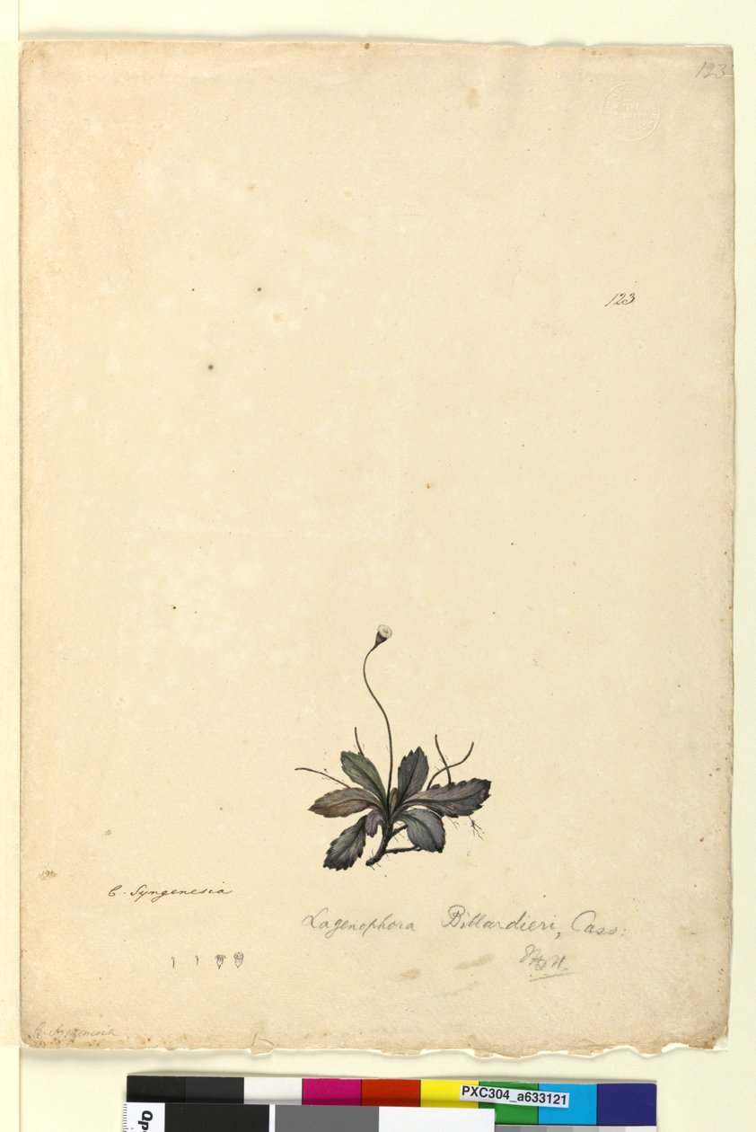 Página 123. Lagenophora billardieriLagenophora gracilis, c.1803-06 (wc, caneta, tinta e lápis) de John William Lewin