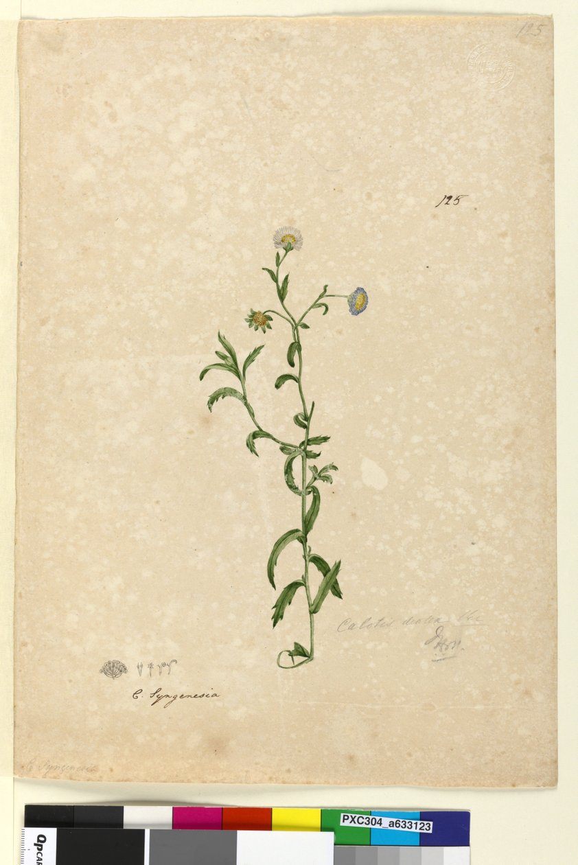 Página 125. Calotis dentex, c.1803-06 (wc, caneta, tinta e lápis) de John William Lewin