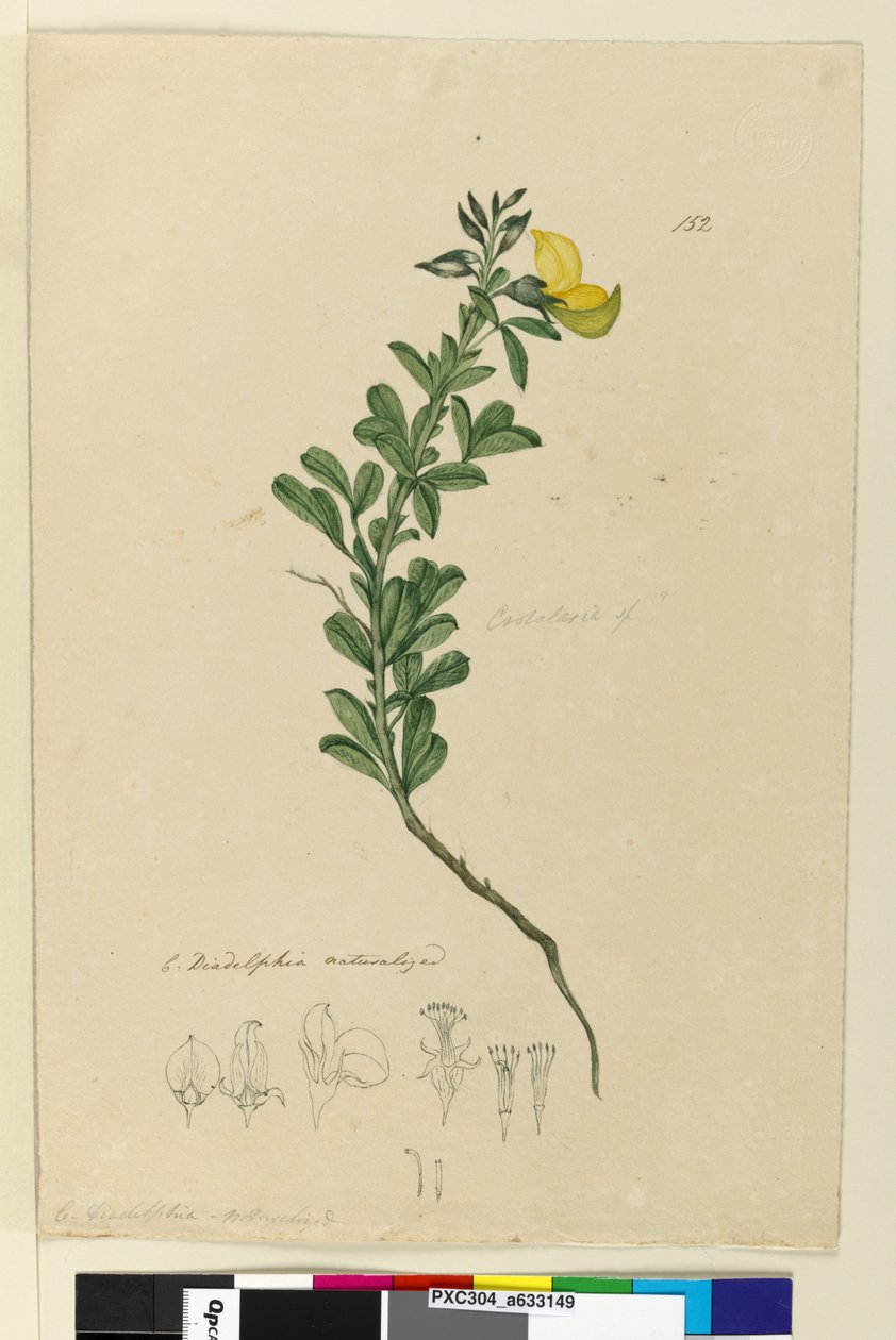 Página 152. C. Diadelphia naturalizada, c.1803-06 (wc, caneta, tinta e lápis) de John William Lewin