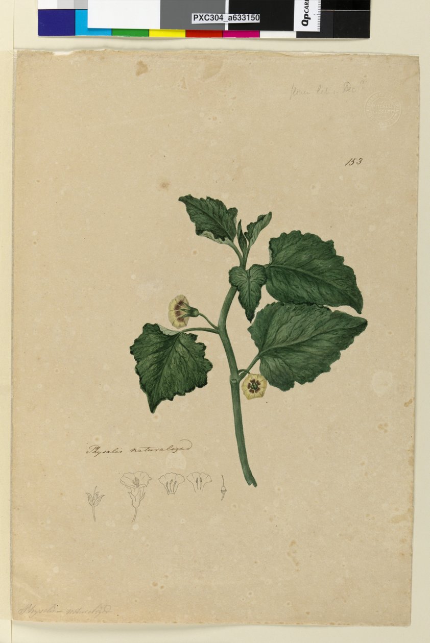 Página 153. Physalis naturalizado, c.1803-06 (wc, caneta, tinta e lápis) de John William Lewin