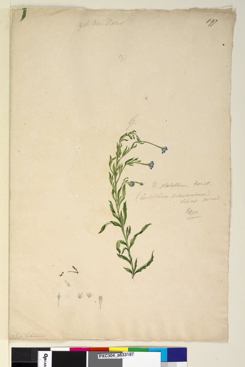 Página 197. Epilobium glabellum, c.1803-06 (wc, caneta, tinta e lápis) de John William Lewin