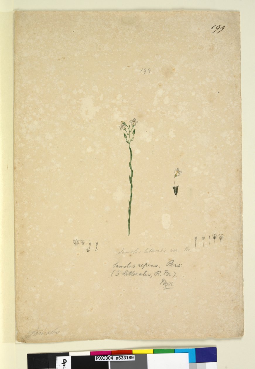 Página 199. Samolus repens, c.1803-06 (wc, caneta, tinta e lápis) de John William Lewin