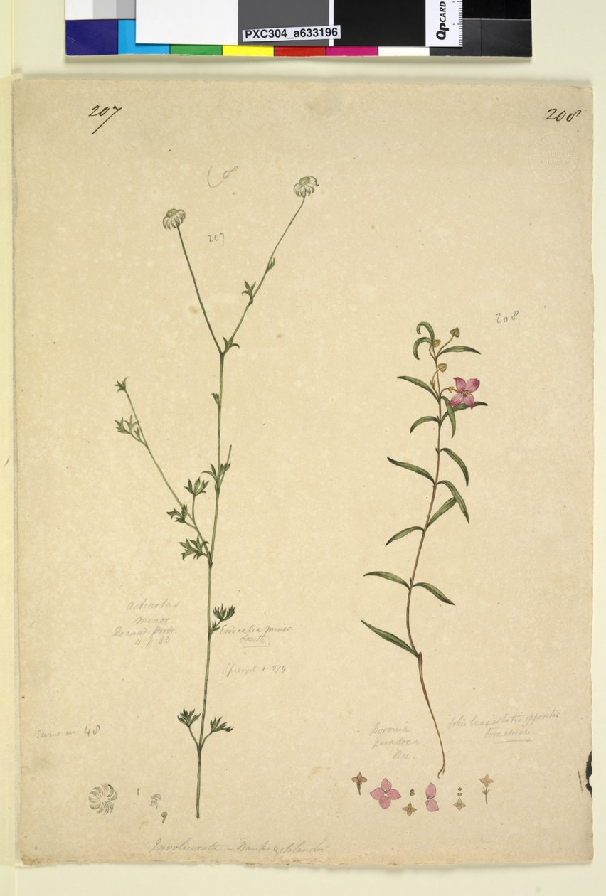 Página 207. Actinotus minor; 208. Boronia paradoxa, c.1803-06 (wc, caneta, tinta e lápis) de John William Lewin