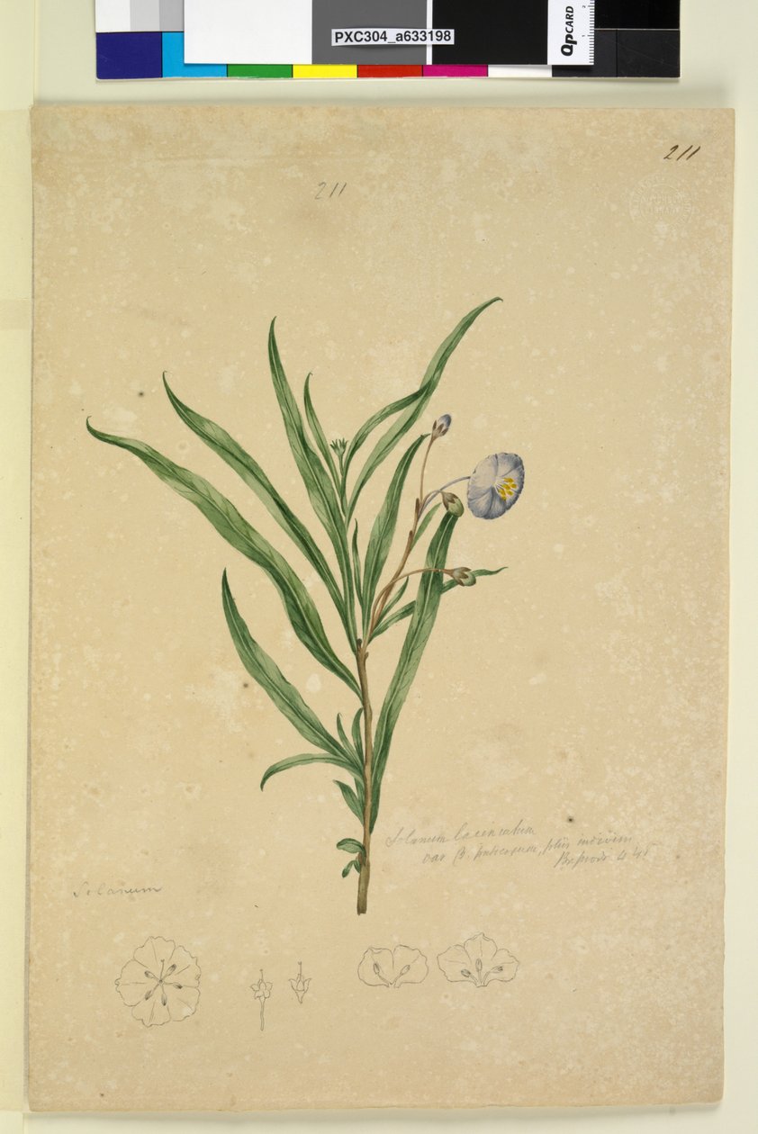 Página 211. Solanum laciniatum, c.1803-06 (WC, caneta, lápis e tinta) de John William Lewin