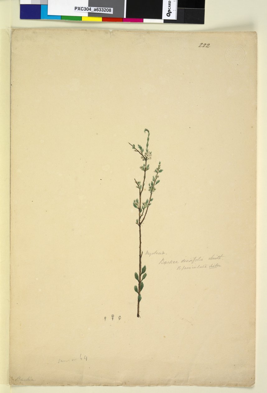 Página 222. Baeckea densifolia, c.1803-06 (wc, caneta, tinta e lápis) de John William Lewin