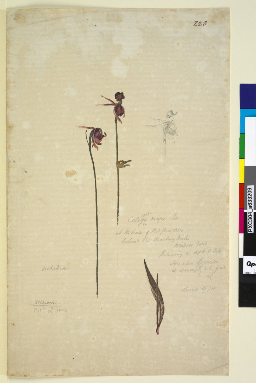 Página 223. Caleana major, c.1803-06 (wc, caneta, tinta e lápis) de John William Lewin