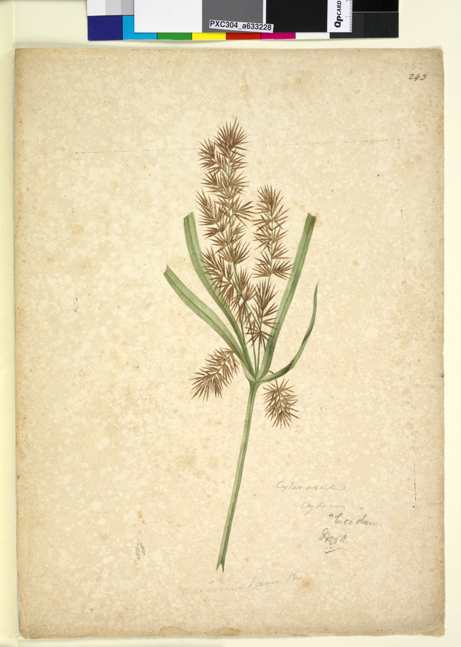 Página 243. Mariscus, c.1803-06 (wc, caneta, tinta e lápis) de John William Lewin