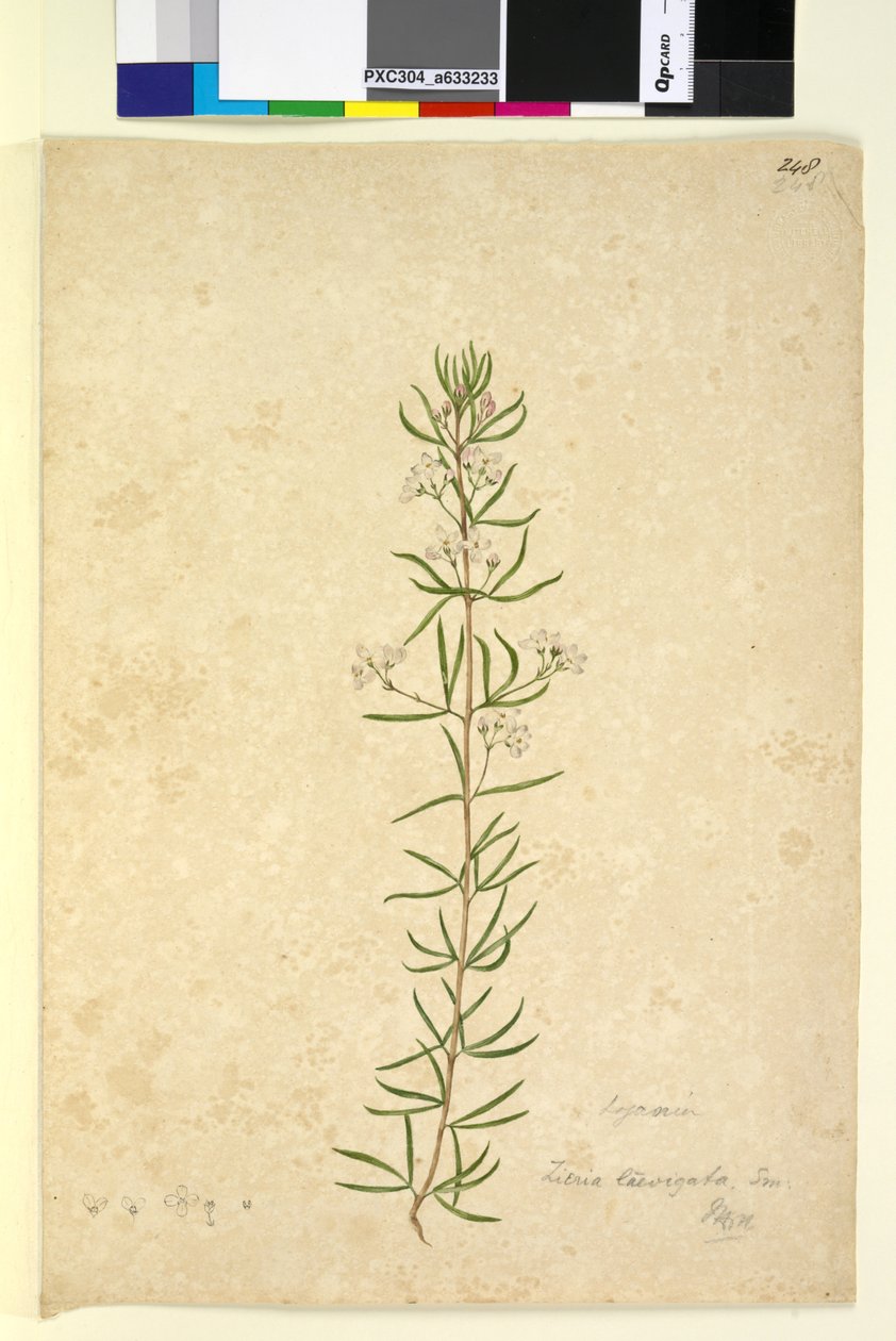 Página 248. Zieria laevigata, c.1803-06 (wc, caneta, tinta e lápis) de John William Lewin