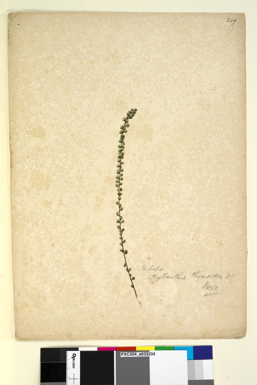 Página 249. Talvez Phyllanthus thymoides, c.1803-06 (wc, caneta, tinta e lápis) de John William Lewin