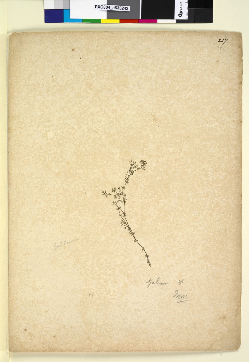 Página 257. Galium sp., C.1803-06 (wc, caneta, tinta e lápis) de John William Lewin