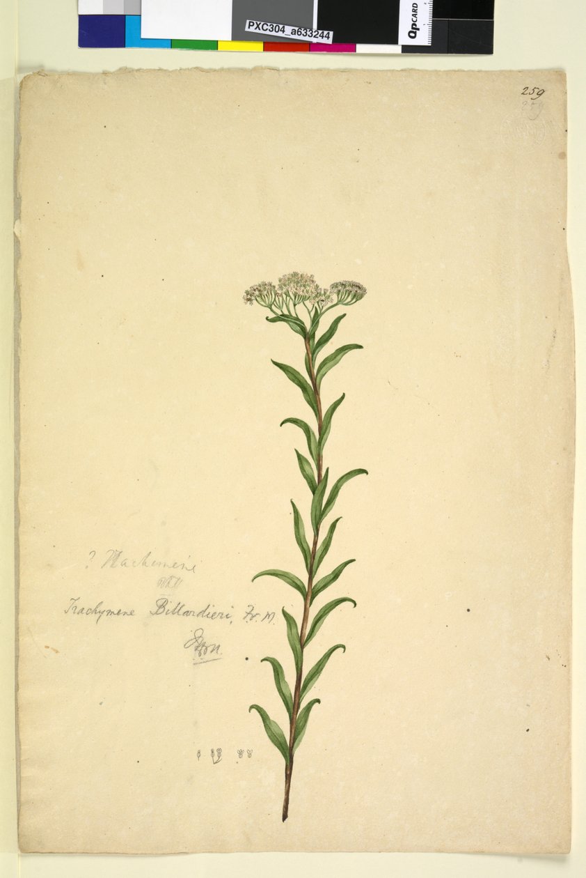 Página 259. Trachymene, c.1803-06 (wc, caneta, tinta e lápis) de John William Lewin