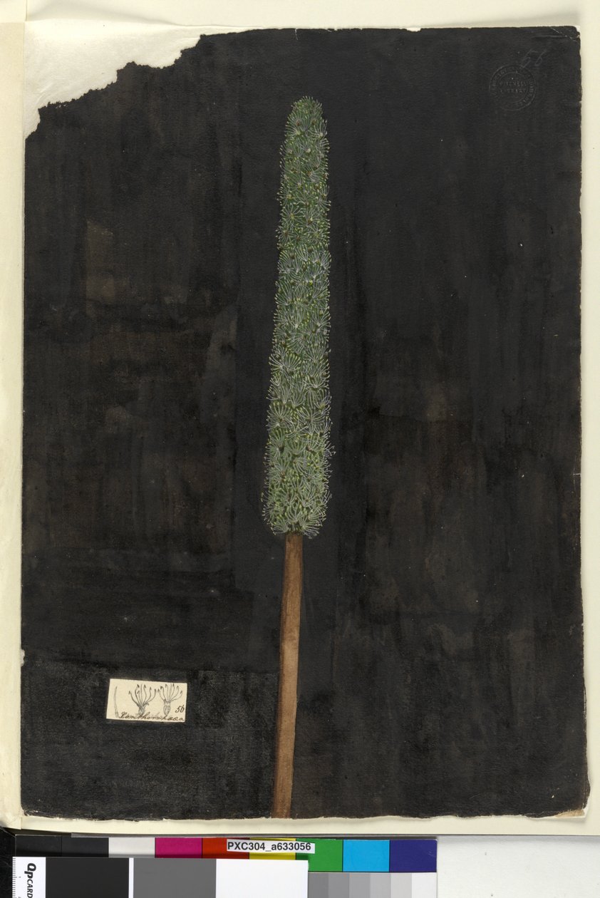 Página 56. Xanthorrhoea, c.1803-06 (wc, caneta, tinta e lápis) de John William Lewin