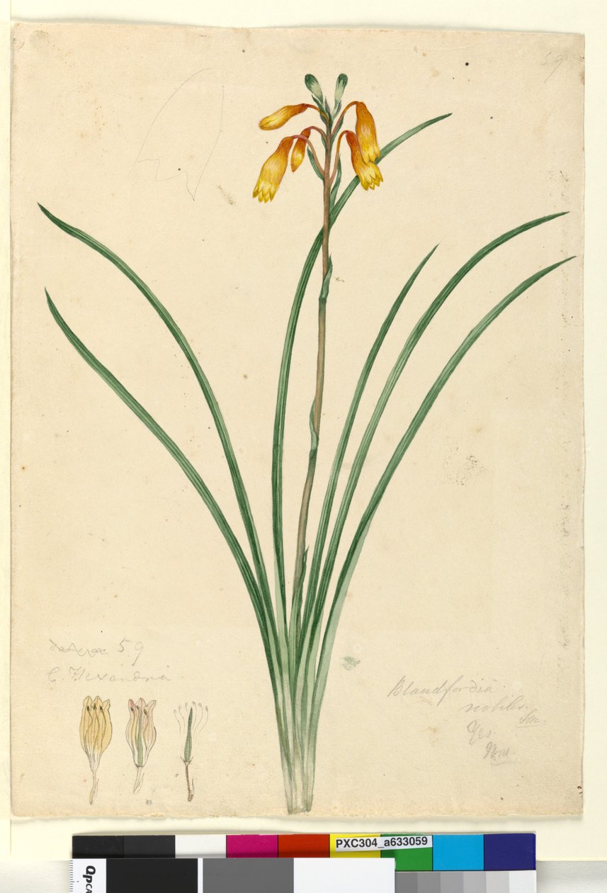 Página 59. Blandfordia nobilis, c.1803-06 (wc, caneta, tinta e lápis) de John William Lewin