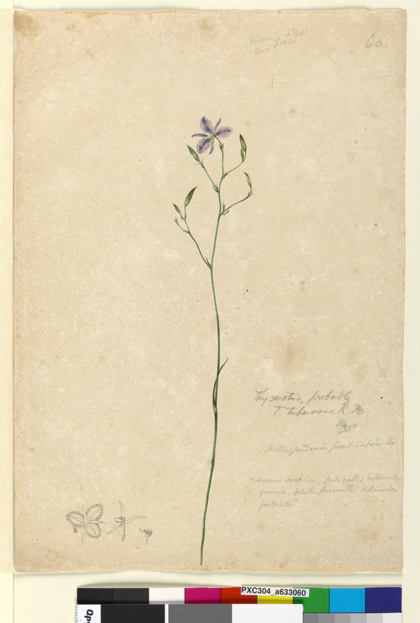 Página 60. Thysanotus tuberosus, c.1803-06 (wc, caneta, tinta e lápis) de John William Lewin