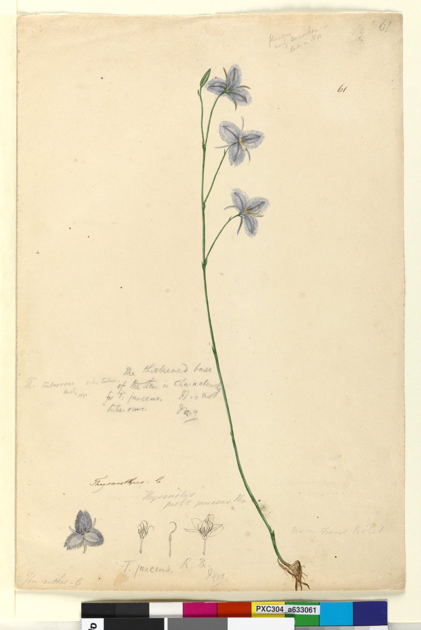 Página 61. Thysanotus, c.1803-06 (wc, caneta, tinta e lápis) de John William Lewin