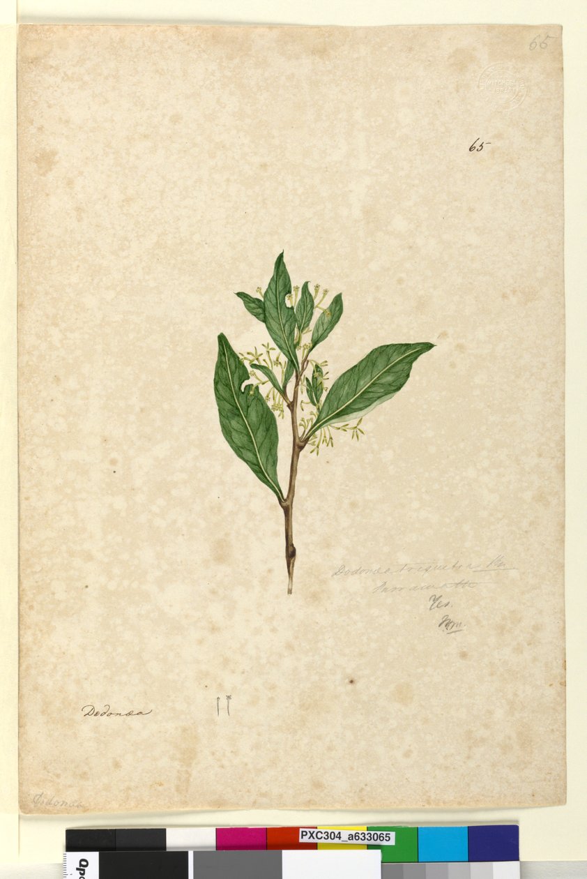 Página 65. Dodonaea triquetra, c.1803-06 (wc, caneta, tinta e lápis) de John William Lewin