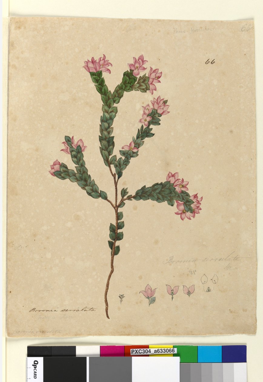 Página 66. Boronia serrulata, c.1803-06 (wc, caneta, tinta e lápis) de John William Lewin