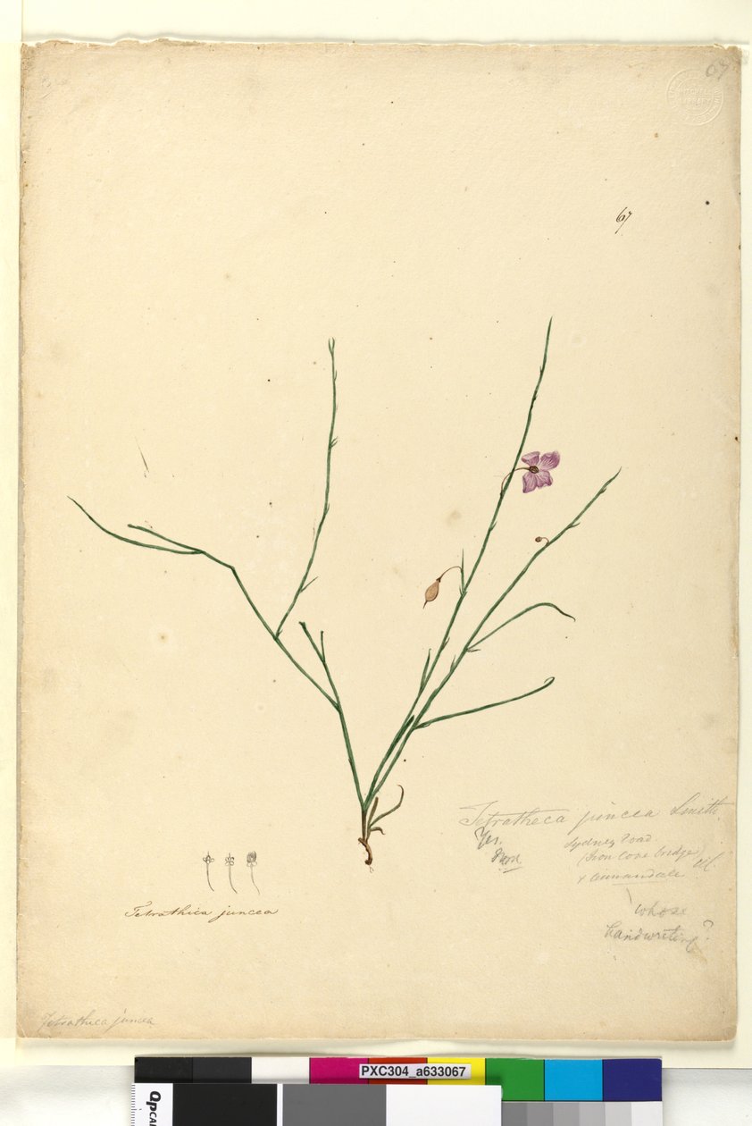 Página 67. Tetratheca juncea, c.1803-06 (wc, caneta, tinta e lápis) de John William Lewin