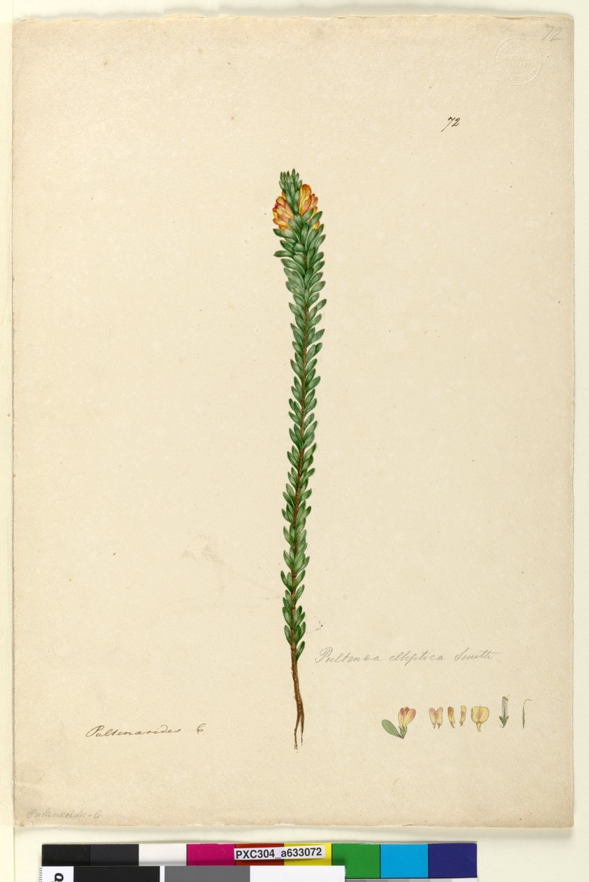 Página 72. Pultenaea elliptica, c.1803-06 (wc, caneta, tinta e lápis) de John William Lewin