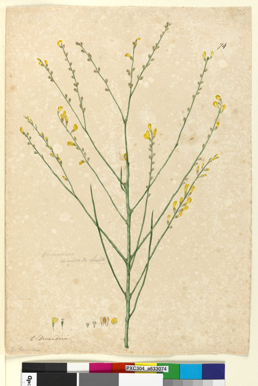 Página 74. viminaria c.1803-06 nua (WC, caneta, tinta e lápis) de John William Lewin