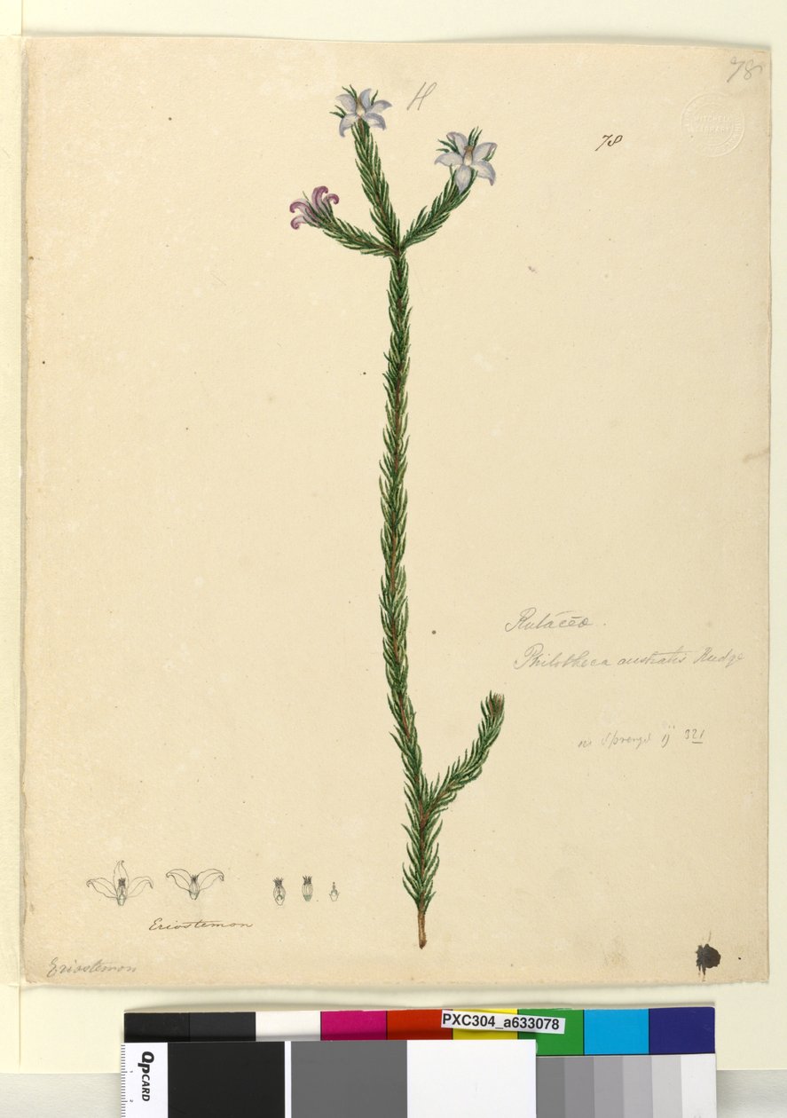 Página 78. Philotheca australis, c.1803-06 (wc, caneta, tinta e lápis) de John William Lewin