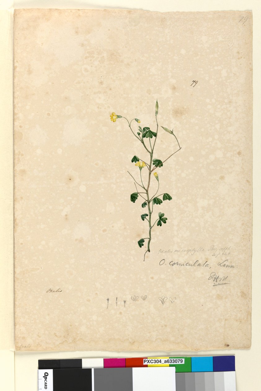 Página 79. Oxalis corniculata, c.1803-06 (wc, caneta, tinta e lápis) de John William Lewin